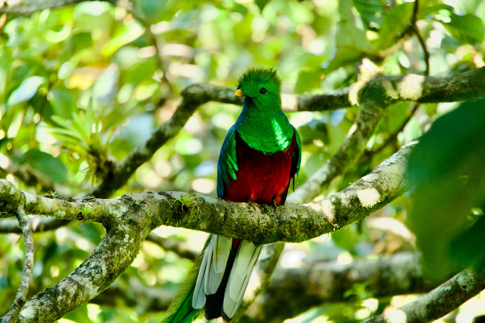 Splendeurs du Costa Rica - 13J/11N - Limité à 14 pers. - 2027 3*
